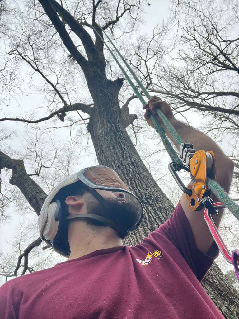 Professional tree service in action